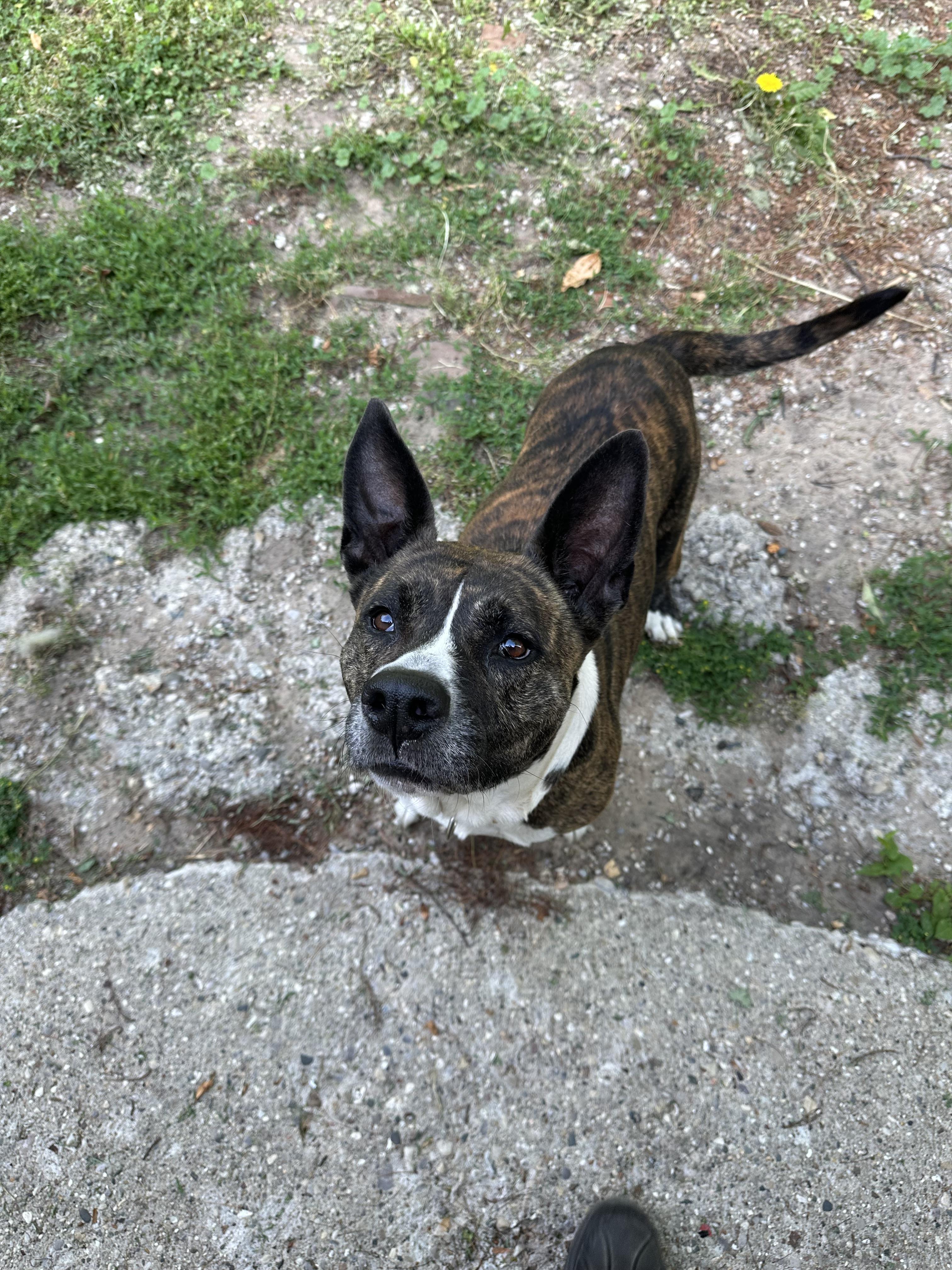 Enlarge Ella, a ADOPTABLE mixed breed in Kalkaska, MI image 1/4