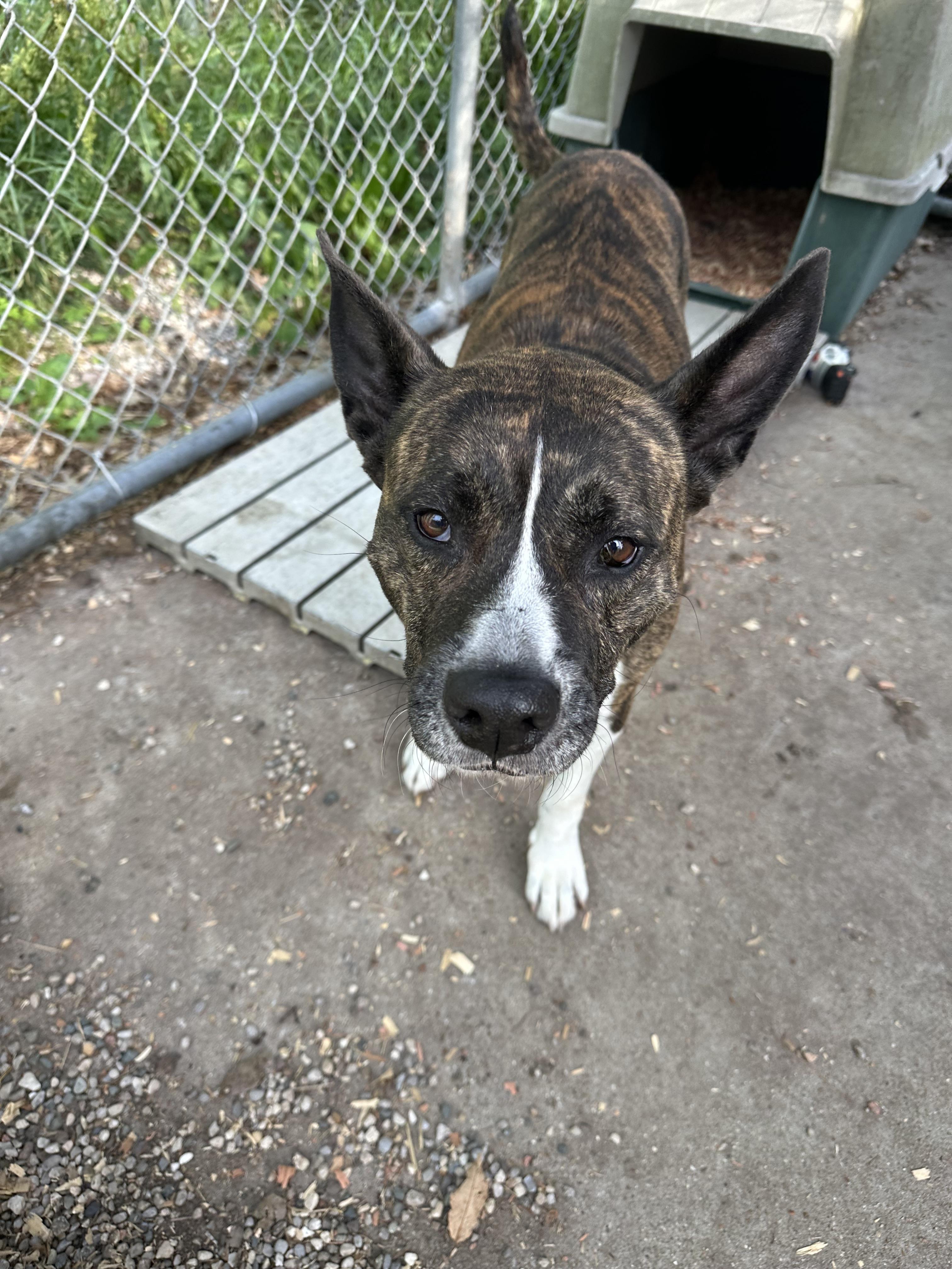 Enlarge Ella, a ADOPTABLE mixed breed in Kalkaska, MI image 4/4