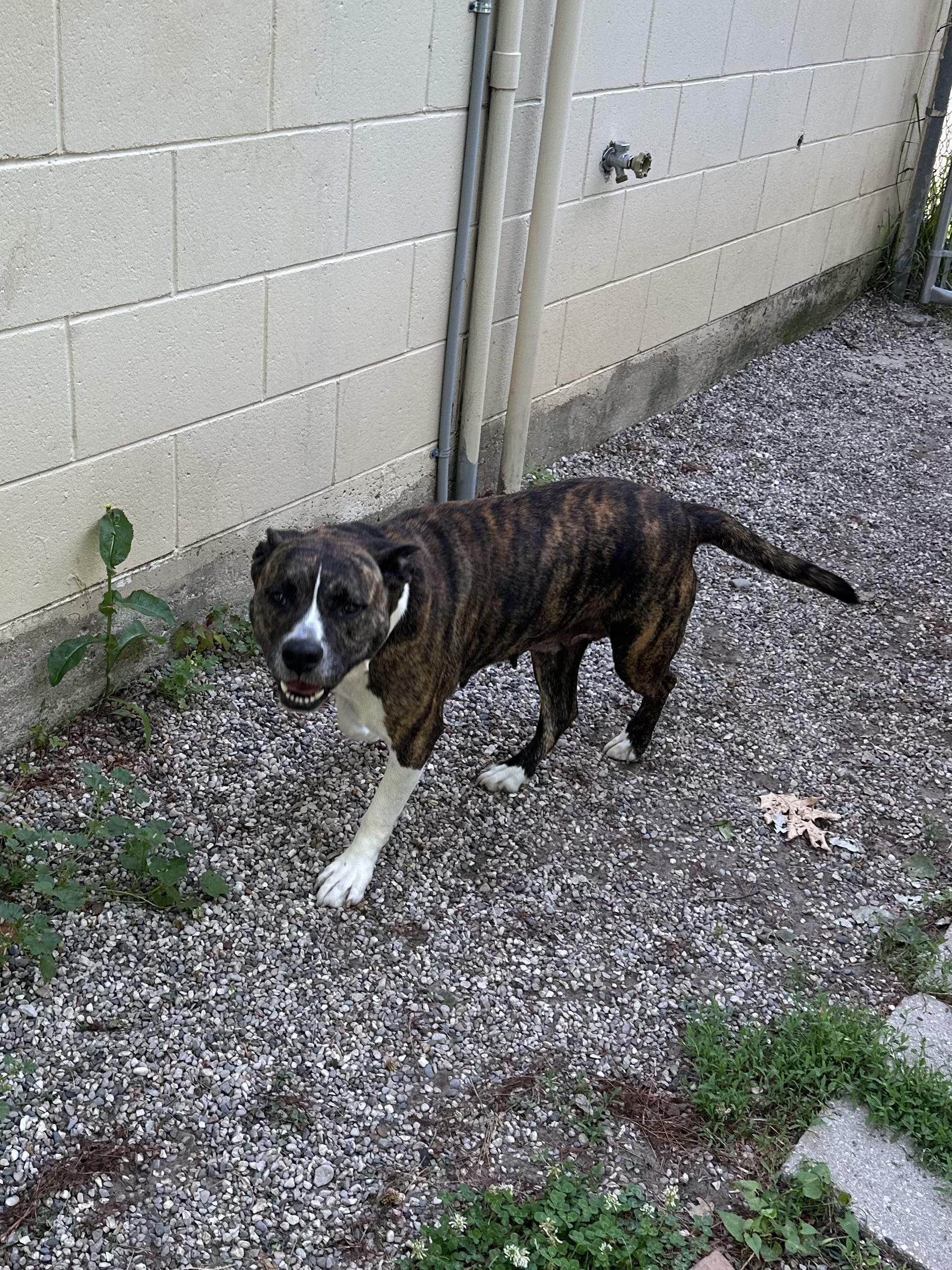 Enlarge Ella, a ADOPTABLE mixed breed in Kalkaska, MI image 2/4