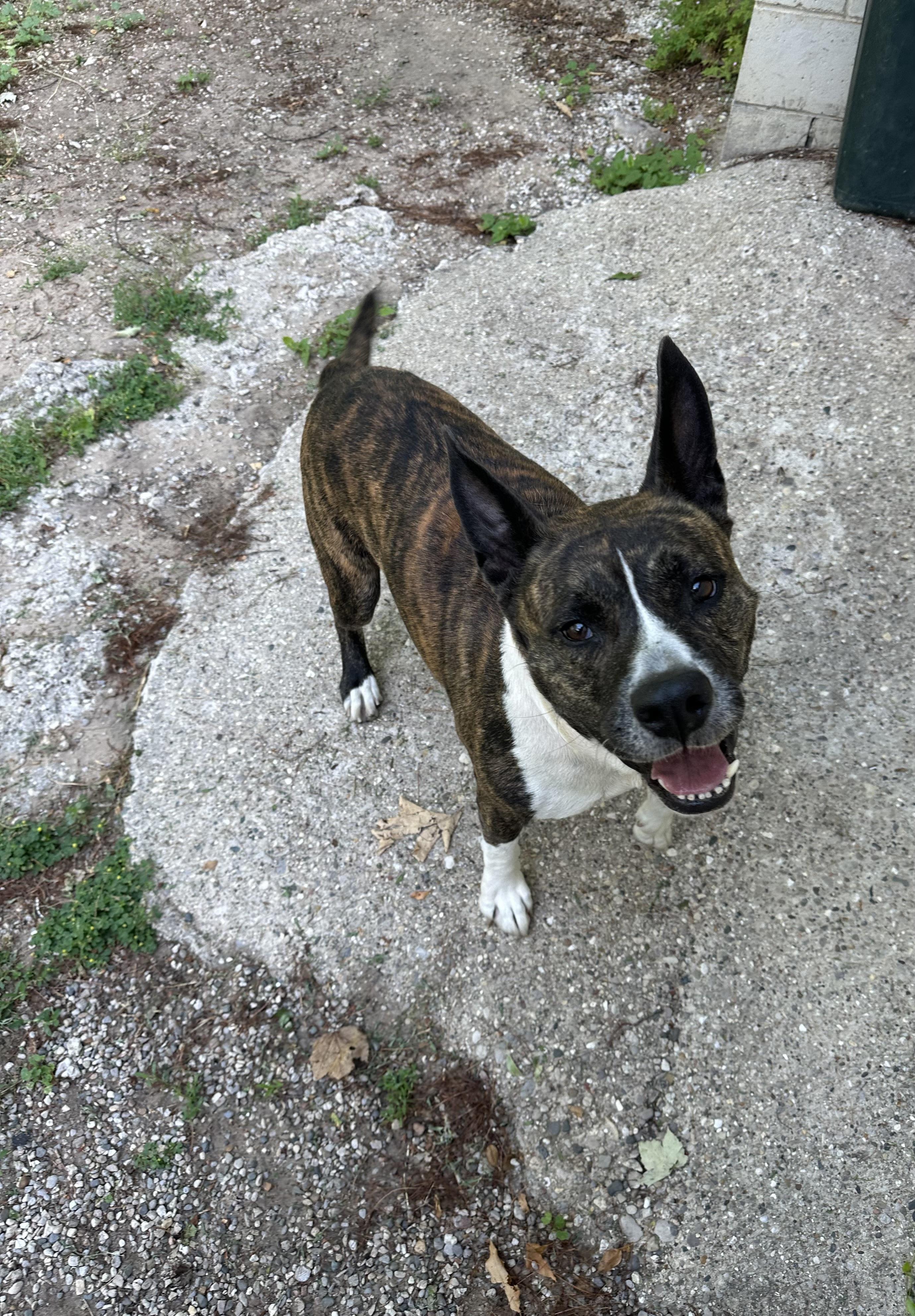 Enlarge Ella, a ADOPTABLE mixed breed in Kalkaska, MI image 3/4