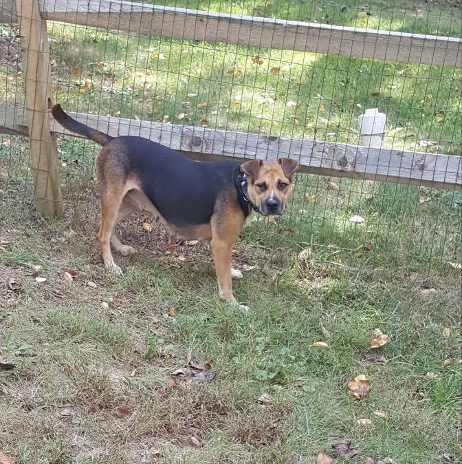 Allie, a Adoptable mixed breed in Pittstown, NJ image 1/3