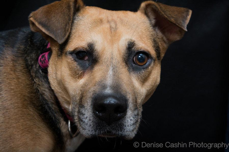 Allie, a Adoptable mixed breed in Pittstown, NJ image 2/3