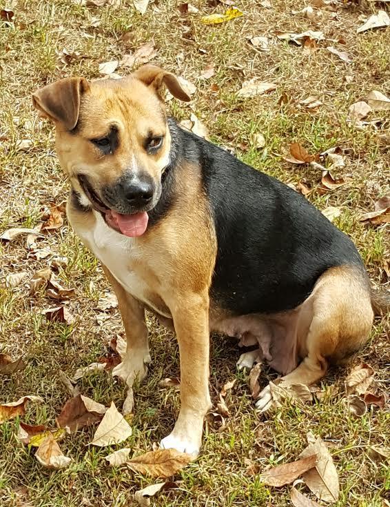 Allie, a Adoptable mixed breed in Pittstown, NJ image 3/3