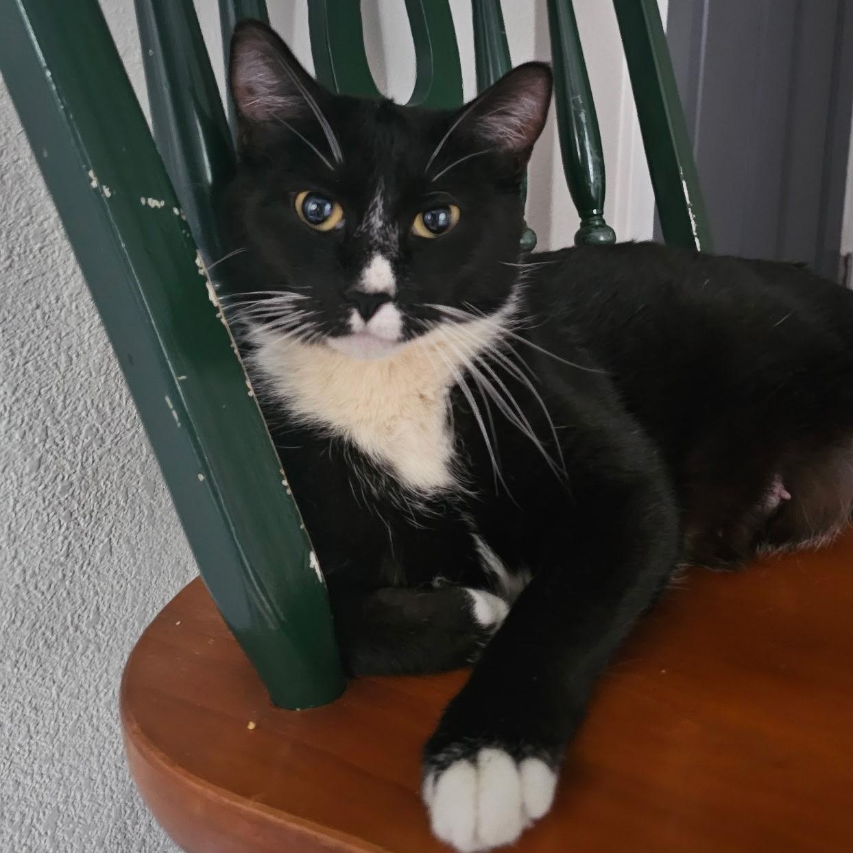 Enlarge Gladys, a Adoptable mixed breed in Pasco, WA image 1/5