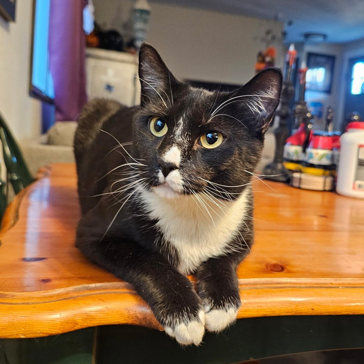 Enlarge Gladys, a Adoptable mixed breed in Pasco, WA image 2/5