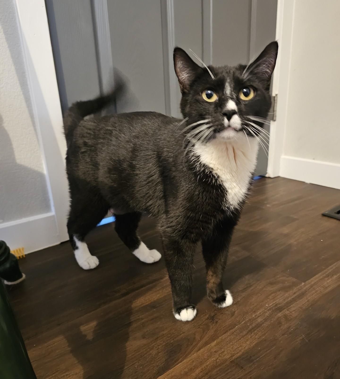 Enlarge Gladys, a Adoptable mixed breed in Pasco, WA image 4/5