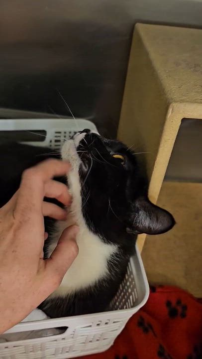 Enlarge Gladys, a Adoptable mixed breed in Pasco, WA video 5/5