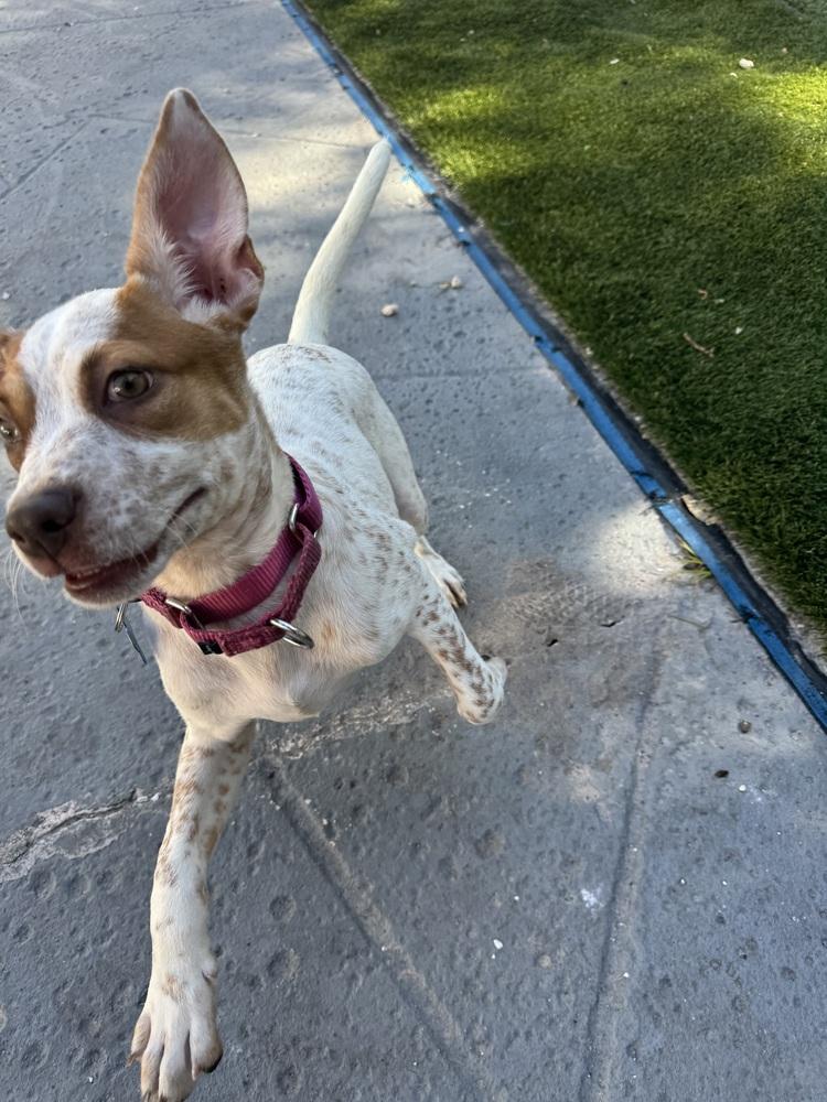 Tiffany, Adoptable, Puppy Female Hound & Mixed Breed.