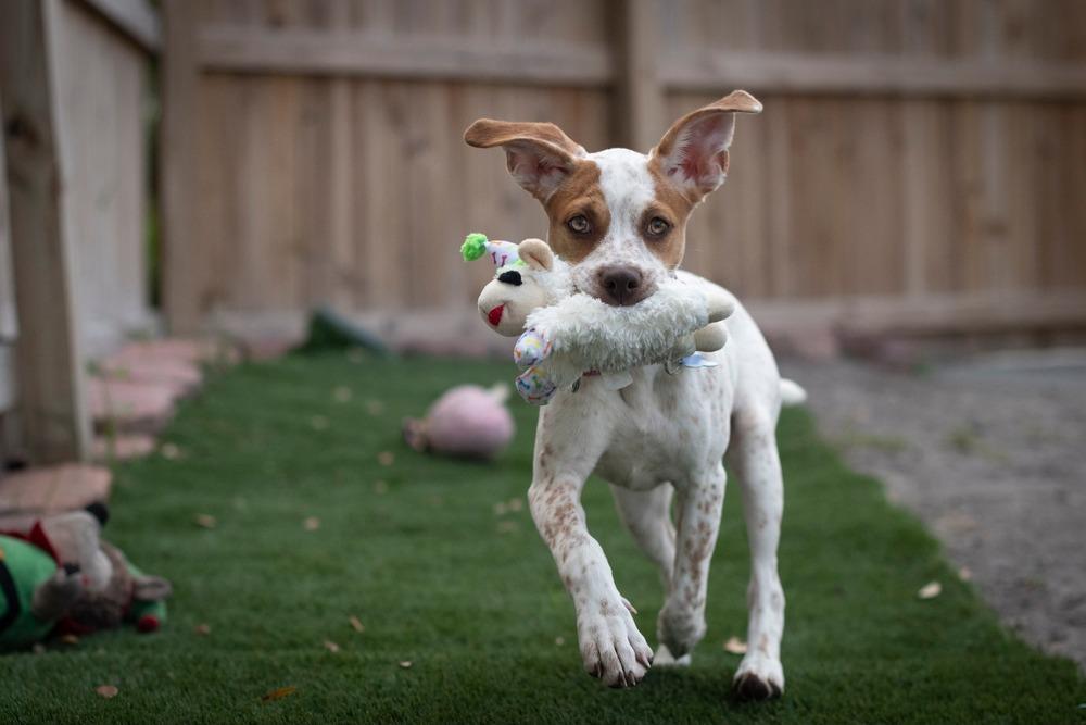 Tiffany, Adoptable, Puppy Female Hound & Mixed Breed.