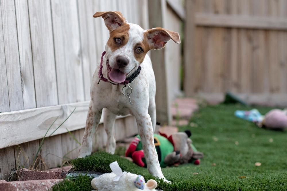 Enlarge Tiffany, a Adoptable mixed breed in Seminole, FL image 3/6