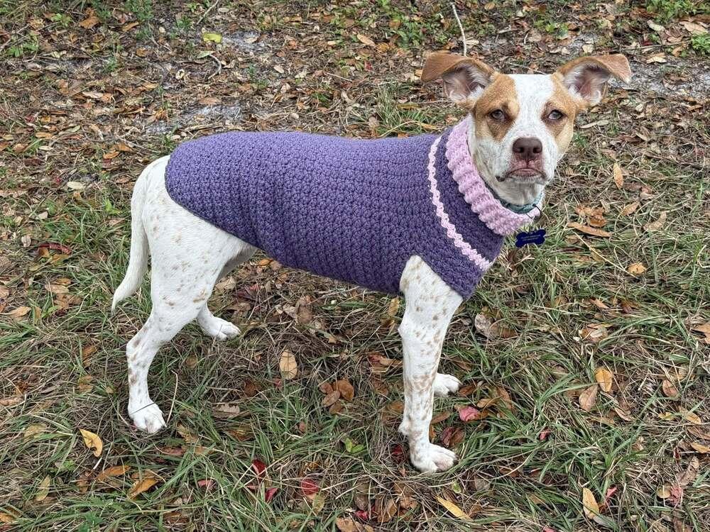 Enlarge Tiffany, a Adoptable mixed breed in Seminole, FL image 3/6