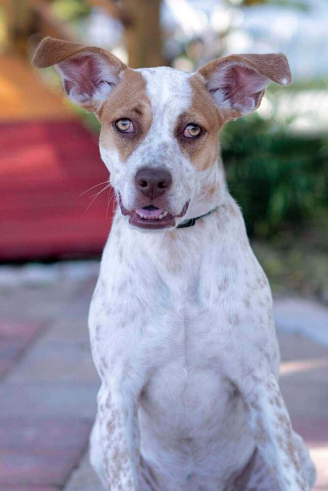 Enlarge Tiffany, a Adoptable mixed breed in Seminole, FL image 4/6