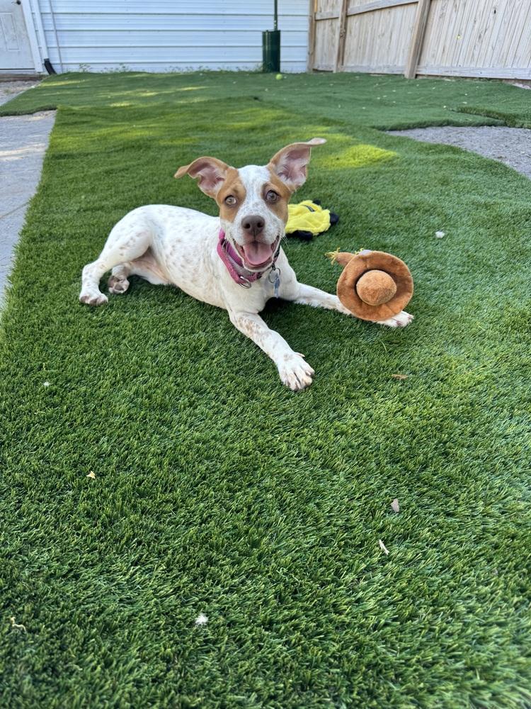 Enlarge Tiffany, a Adoptable mixed breed in Seminole, FL image 5/6