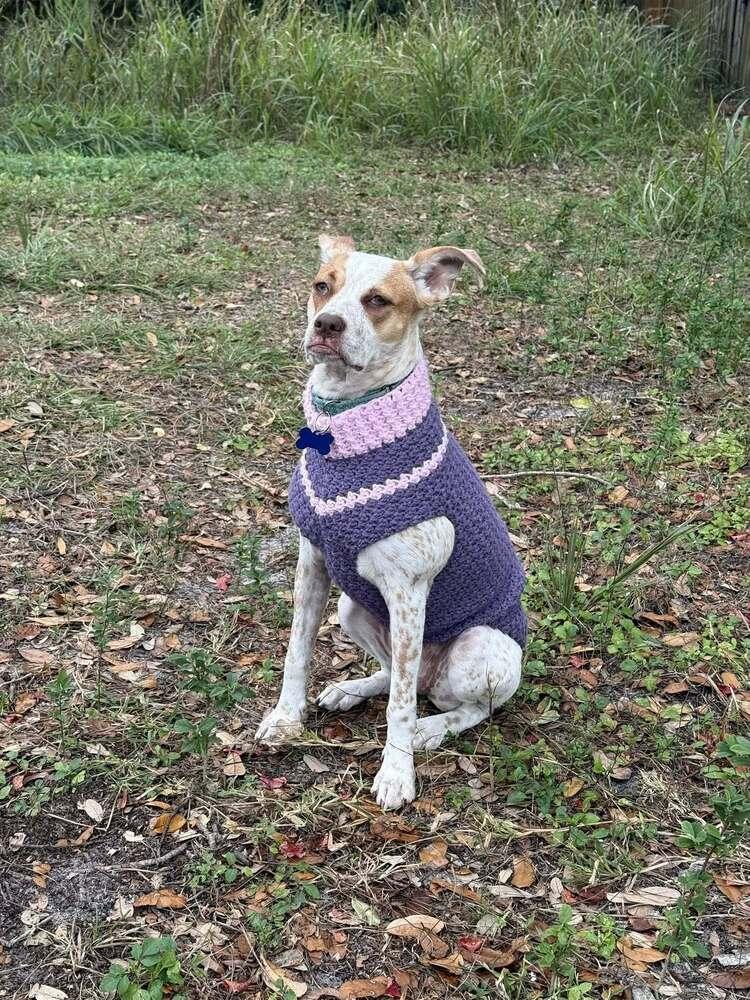 Enlarge Tiffany, a Adoptable mixed breed in Seminole, FL image 5/6