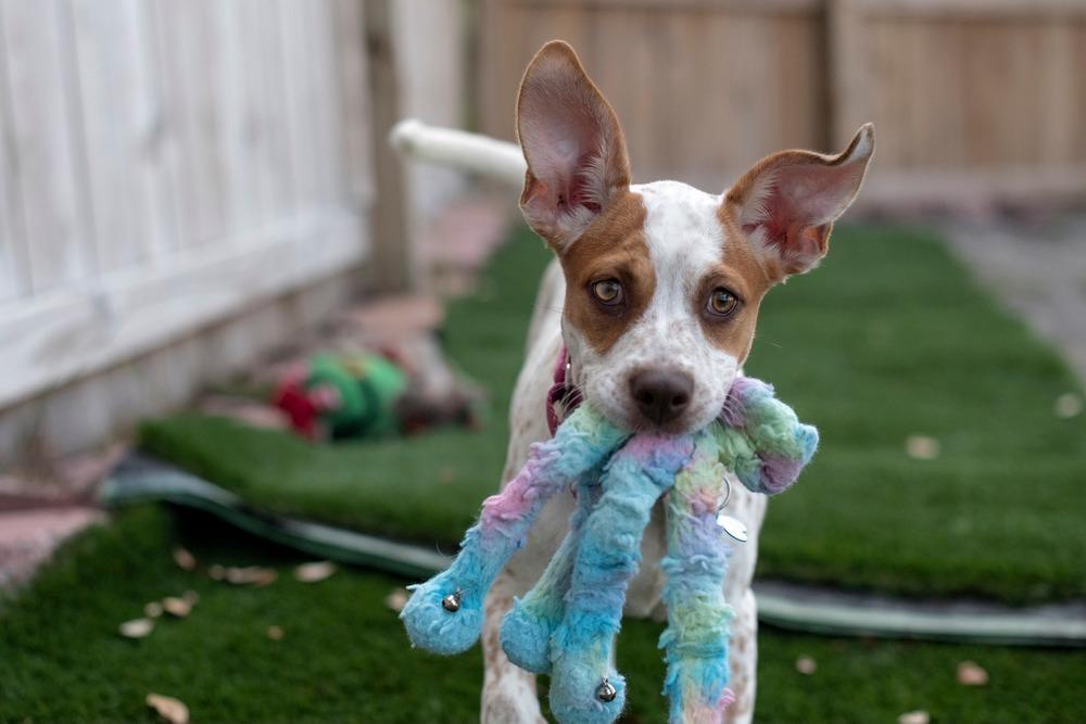 Enlarge Tiffany, a Adoptable mixed breed in Seminole, FL image 6/6