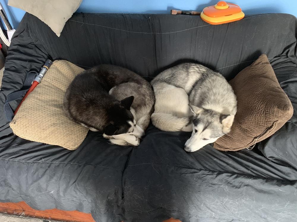 Tiki, Adopted, Young Female Siberian Husky.