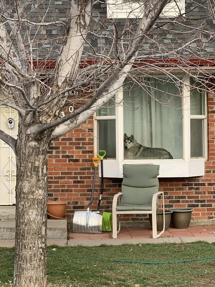 Tiki, a Adopted Siberian Husky in Lafayette, CO image 2/3