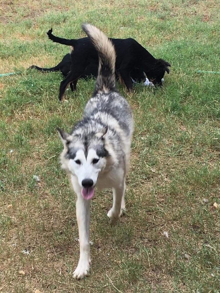Tiki, a Adopted Siberian Husky in Lafayette, CO image 3/3