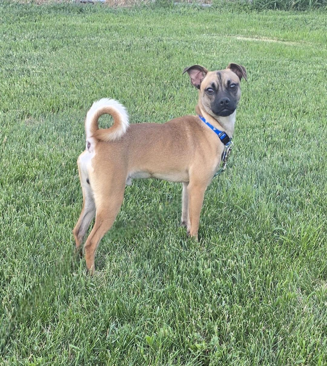 Enlarge Ryker, a ADOPTABLE mixed breed in Jamestown, ND image 5/6