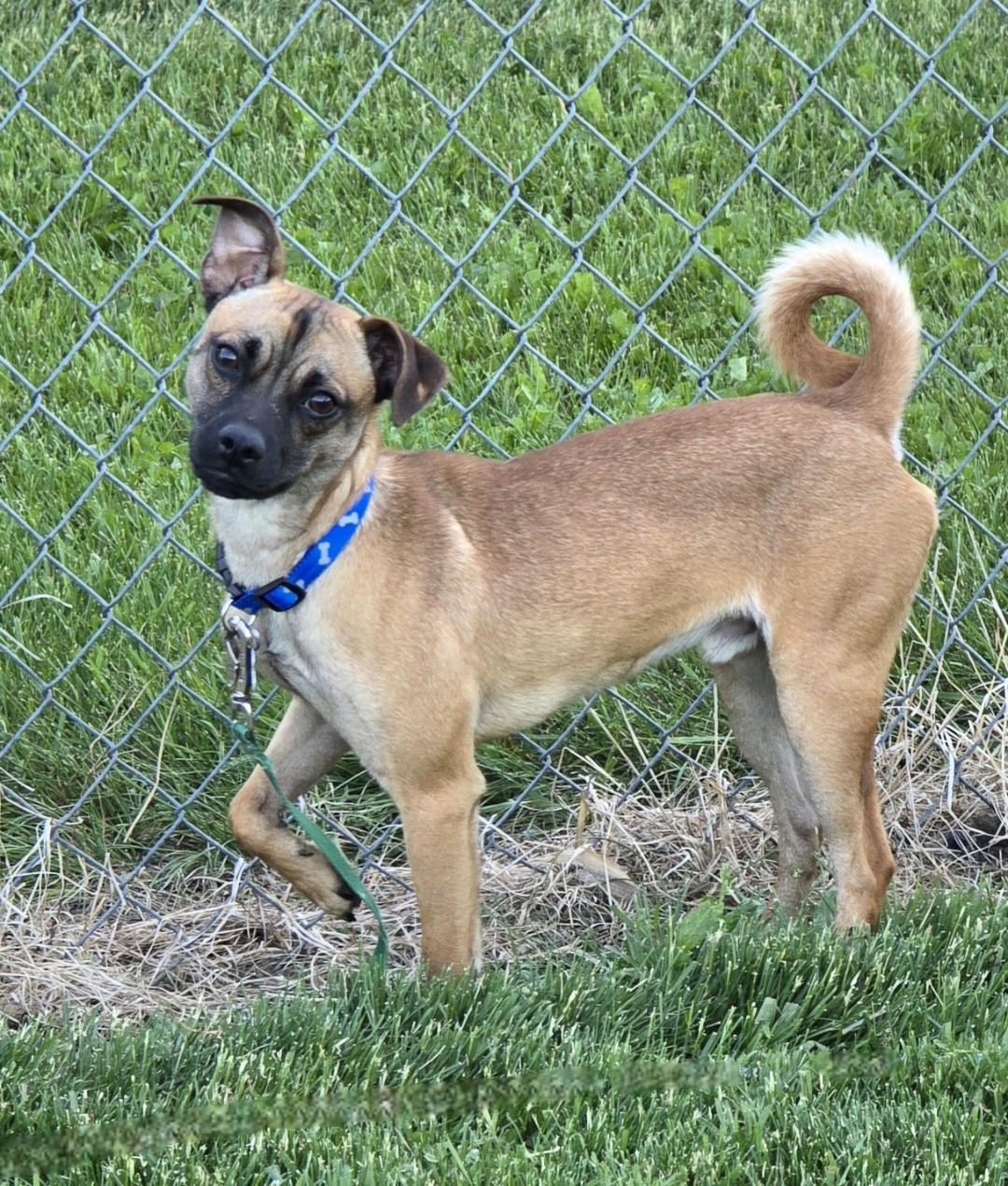 Enlarge Ryker, a ADOPTABLE mixed breed in Jamestown, ND image 4/6