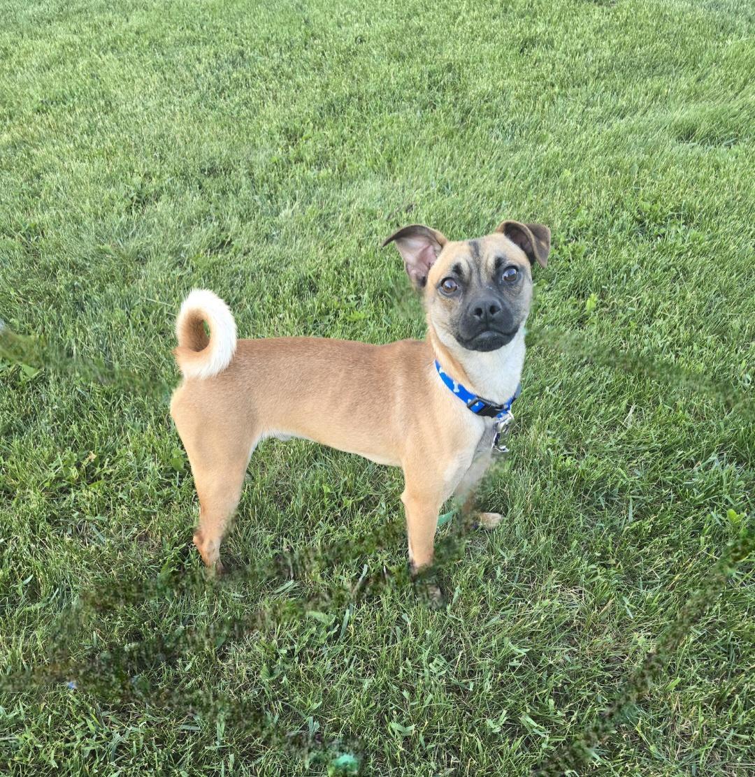Enlarge Ryker, a ADOPTABLE mixed breed in Jamestown, ND image 6/6