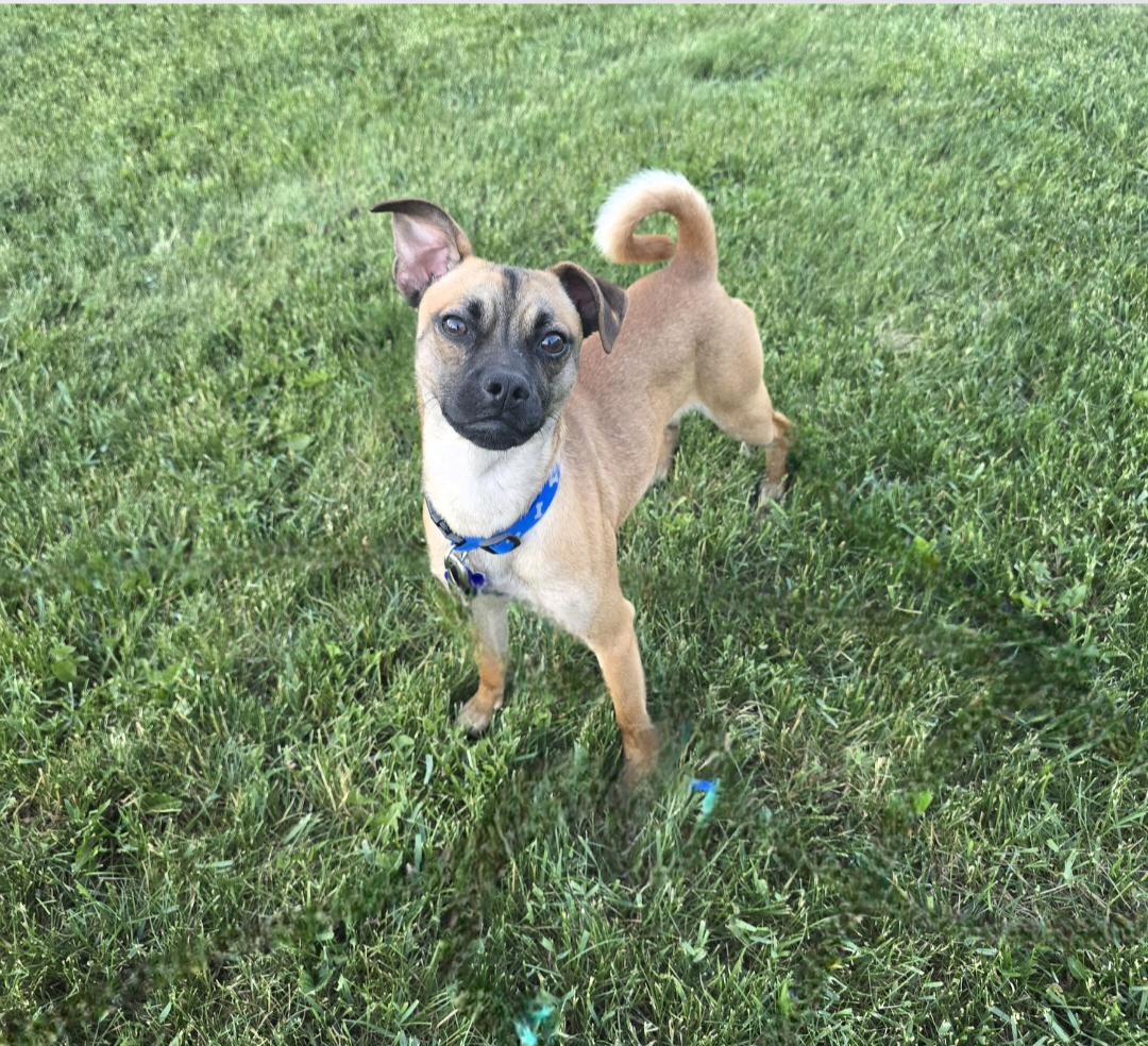 Enlarge Ryker, a ADOPTABLE mixed breed in Jamestown, ND image 3/6