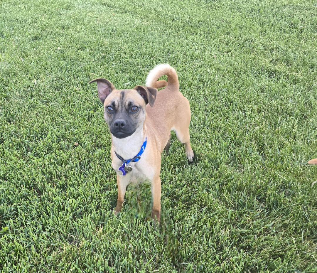 Ryker, ADOPTABLE, Young Male Chihuahua.