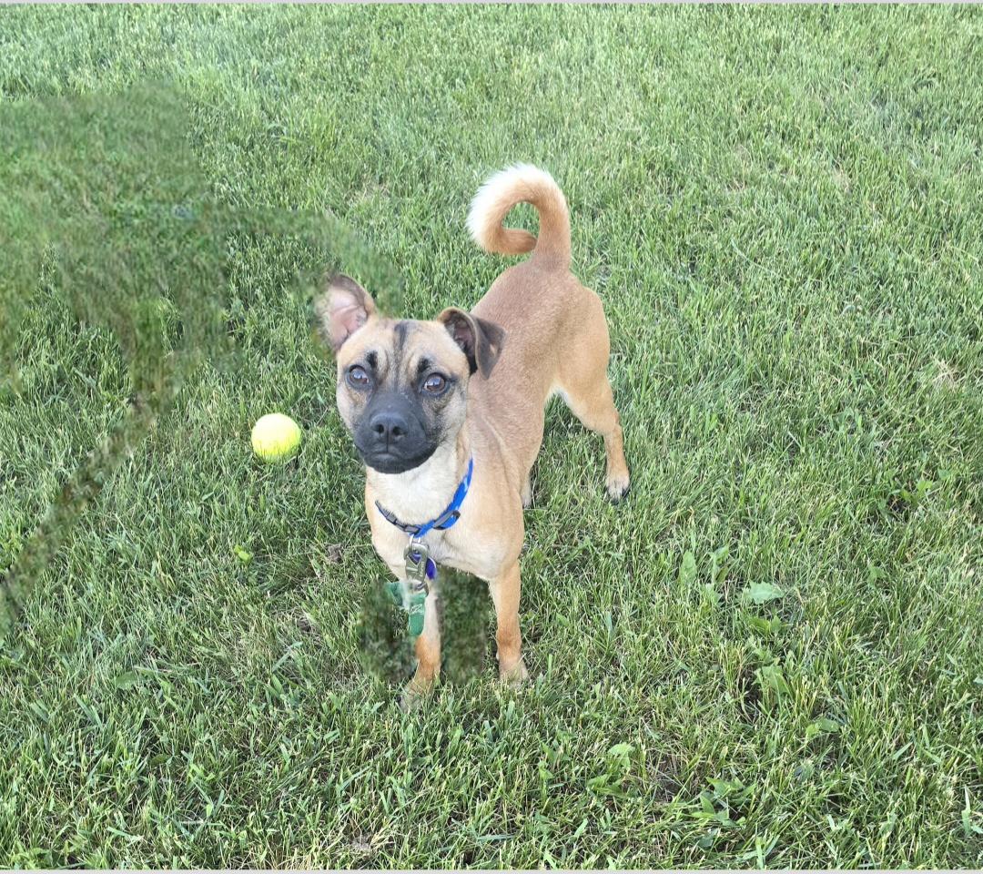 Enlarge Ryker, a ADOPTABLE mixed breed in Jamestown, ND image 2/6