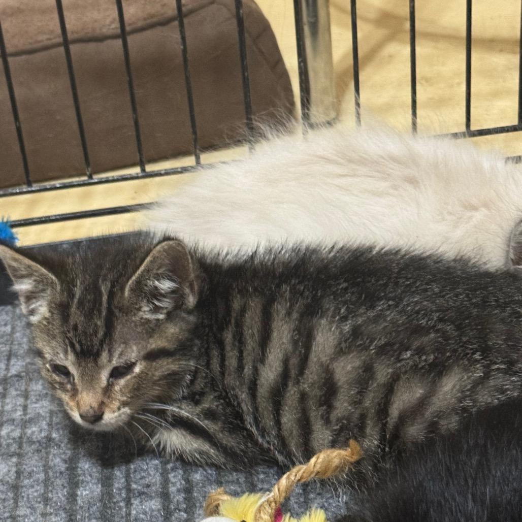 Scooby, a Adoptable Domestic Short Hair in Enterprise, AL image 1/3