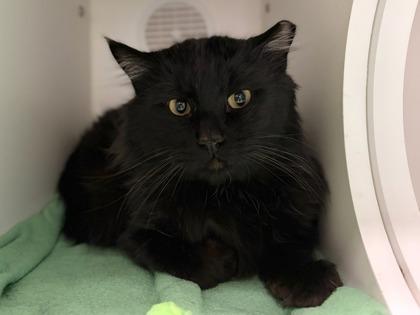 Barnabas, Adoptable, Adult Male Domestic Long Hair & Domestic Short Hair.