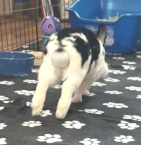 Morris, an adopted mixed breed in Oshkosh, WI image 5/6