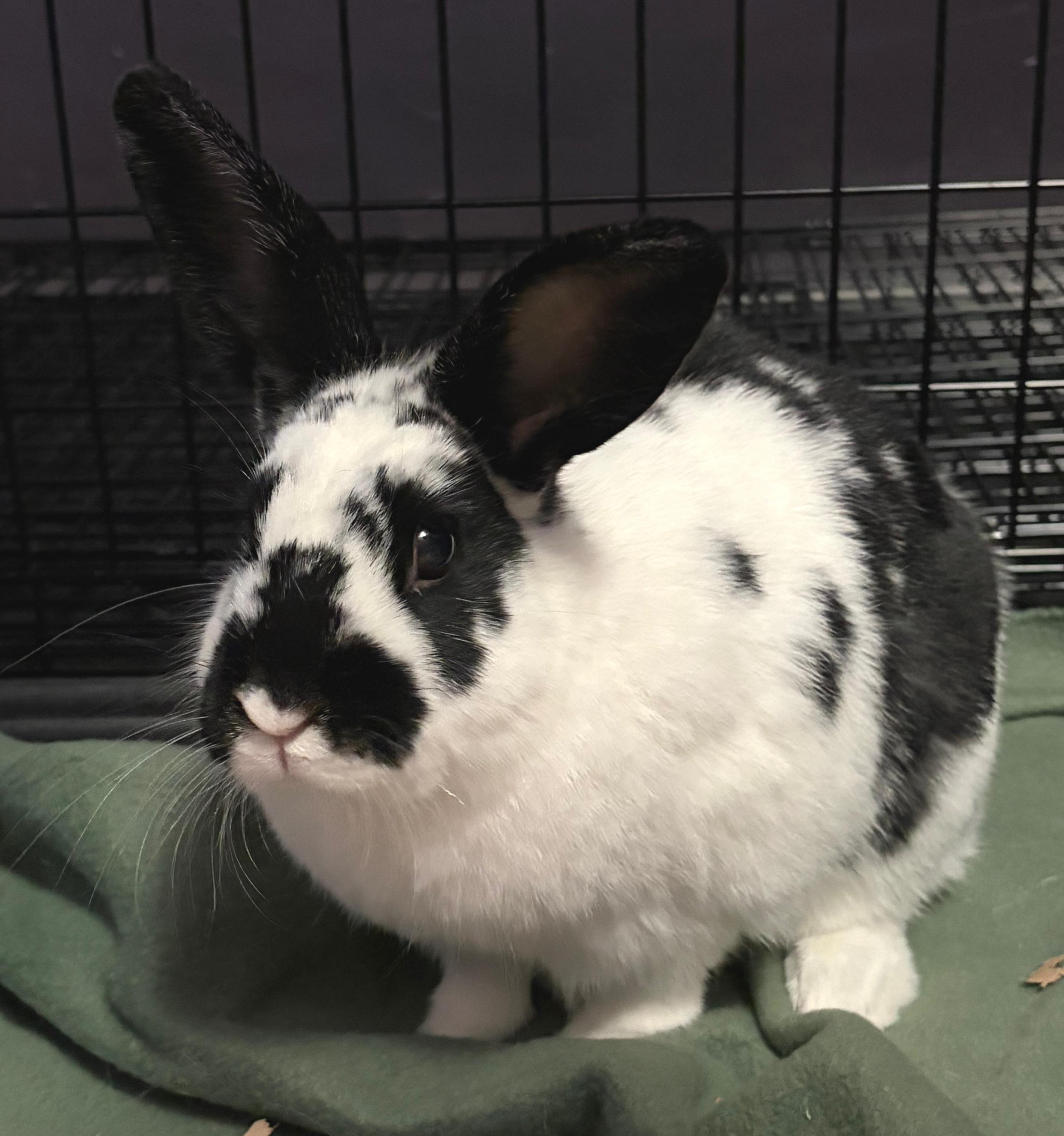Morris, a ADOPTABLE mixed breed in Oshkosh, WI image 1/2