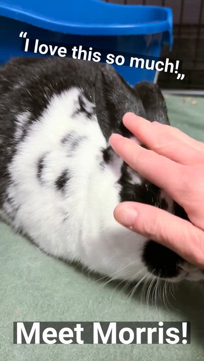 Enlarge Morris, an adopted mixed breed in Oshkosh, WI video 6/6
