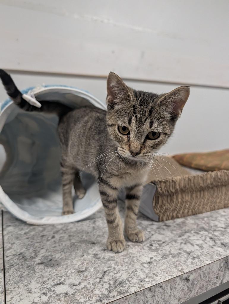 Enlarge Chance, a Adoptable mixed breed in Angola, IN image 1/2