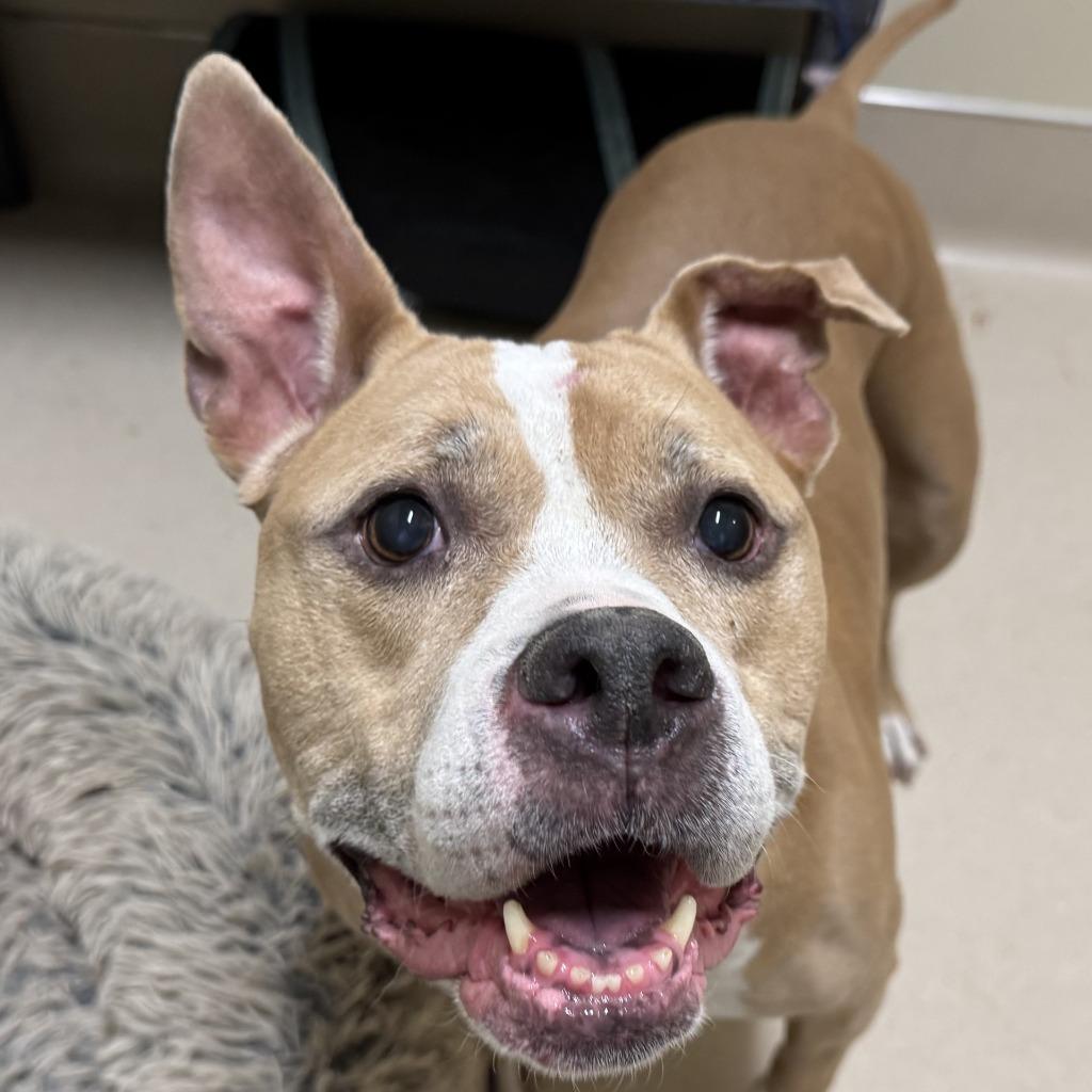 PHOENIX, Adoptable, Adult Female Boxer.