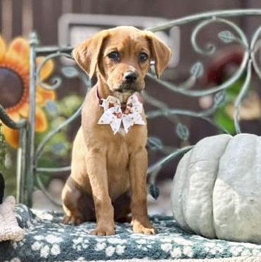 Enlarge Latte, a Adoptable mixed breed in Frederick, MD image 3/6