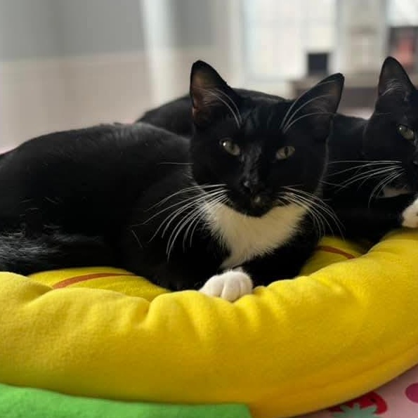 Velcro, Adoptable, Adult Male Domestic Short Hair.