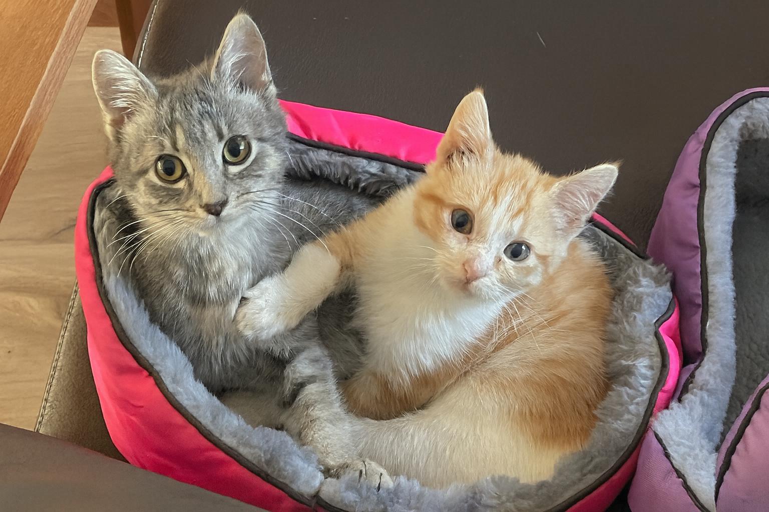 Arya & Sansa, Adoptable, Kitten Female Domestic Short Hair.