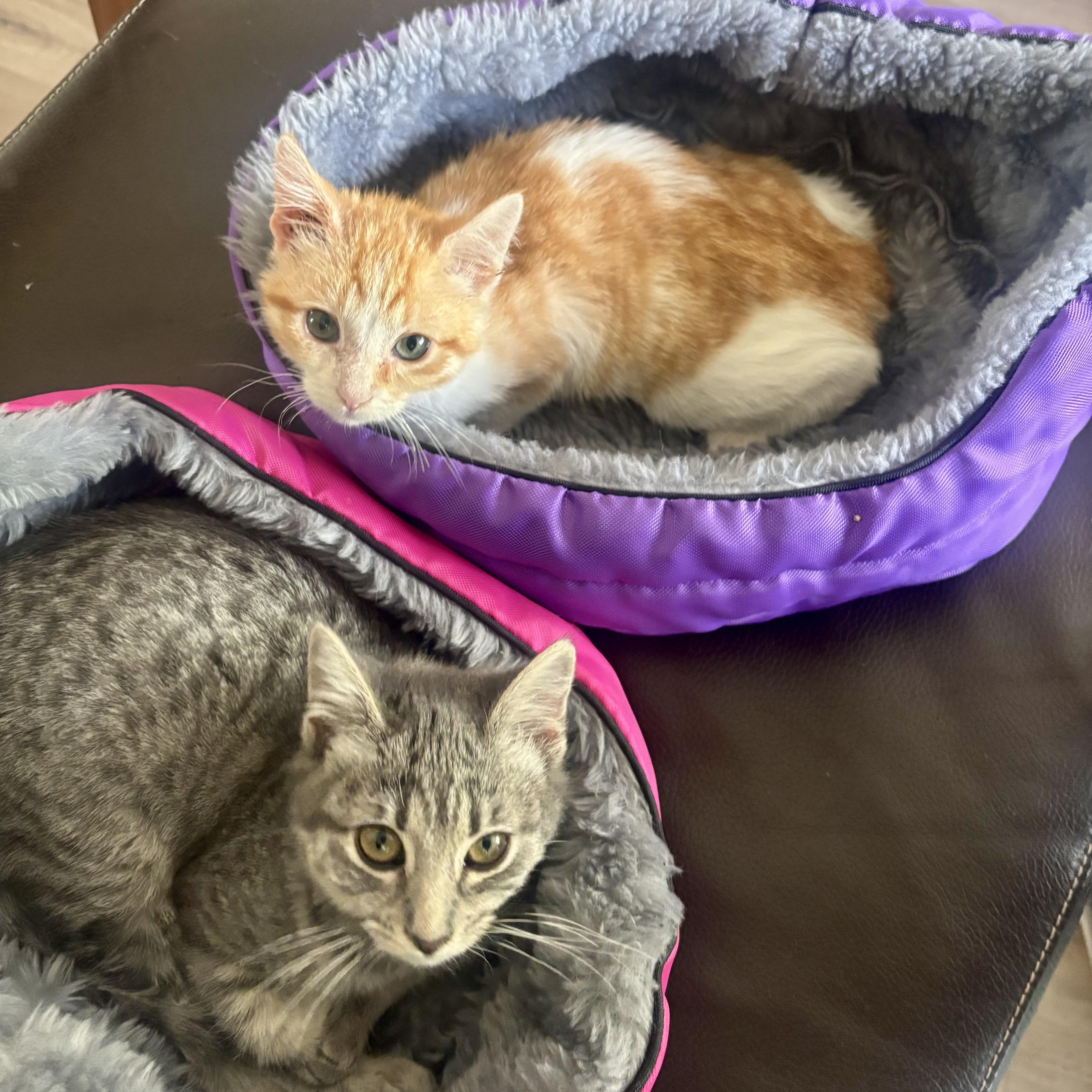 Arya & Sansa, a Adoptable Domestic Short Hair in Union City, CA image 4/4