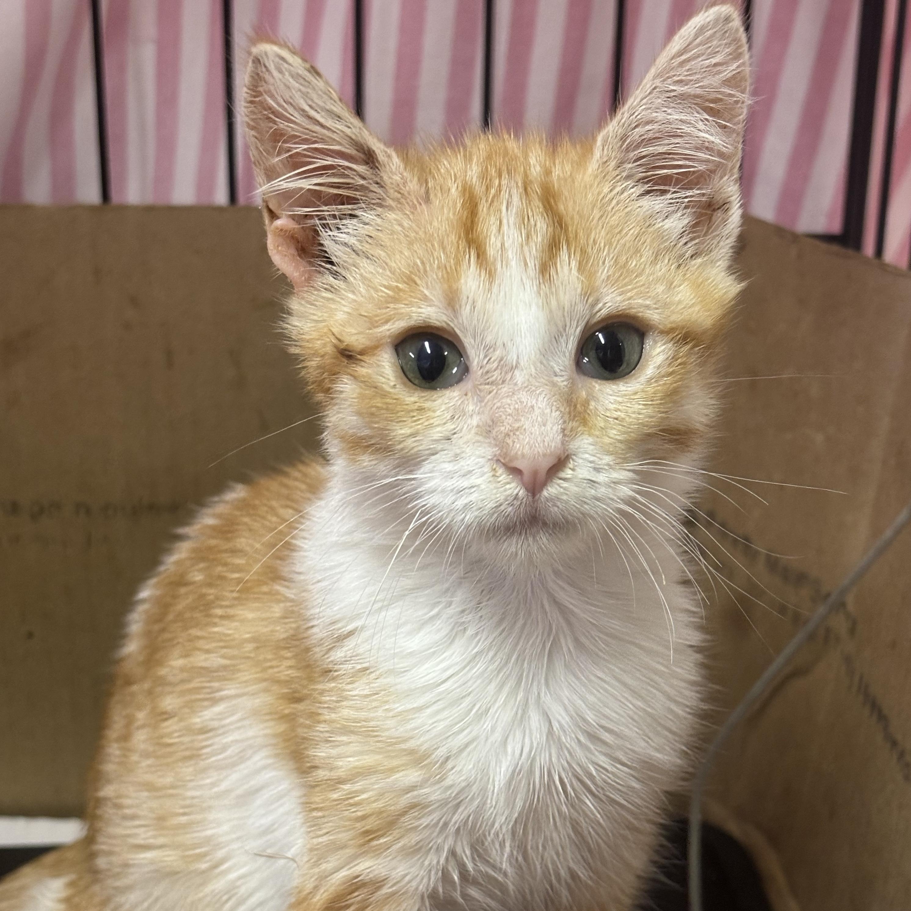 Arya & Sansa, a Adoptable Domestic Short Hair in Union City, CA image 3/4