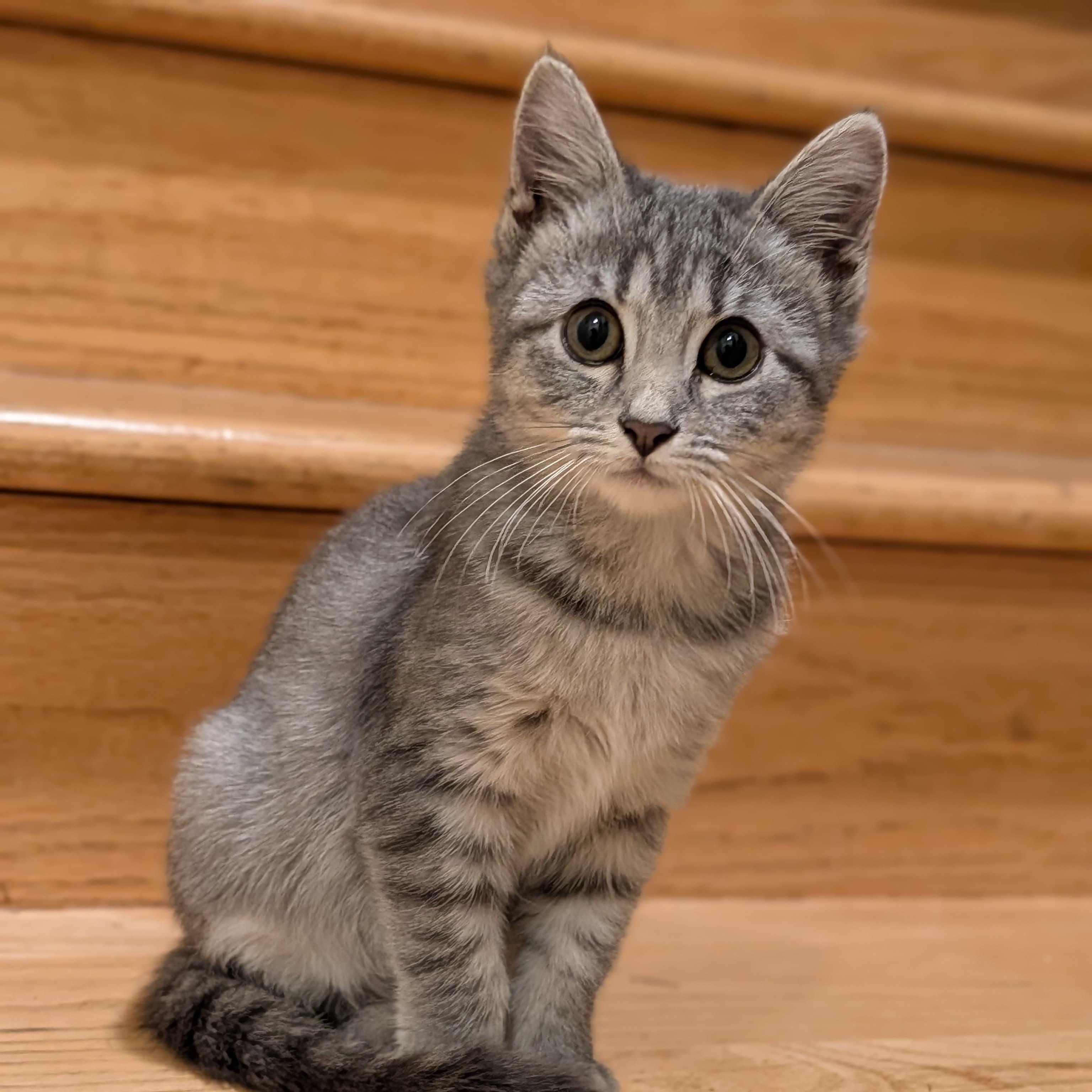 Arya & Sansa, a Adoptable Domestic Short Hair in Union City, CA image 2/4