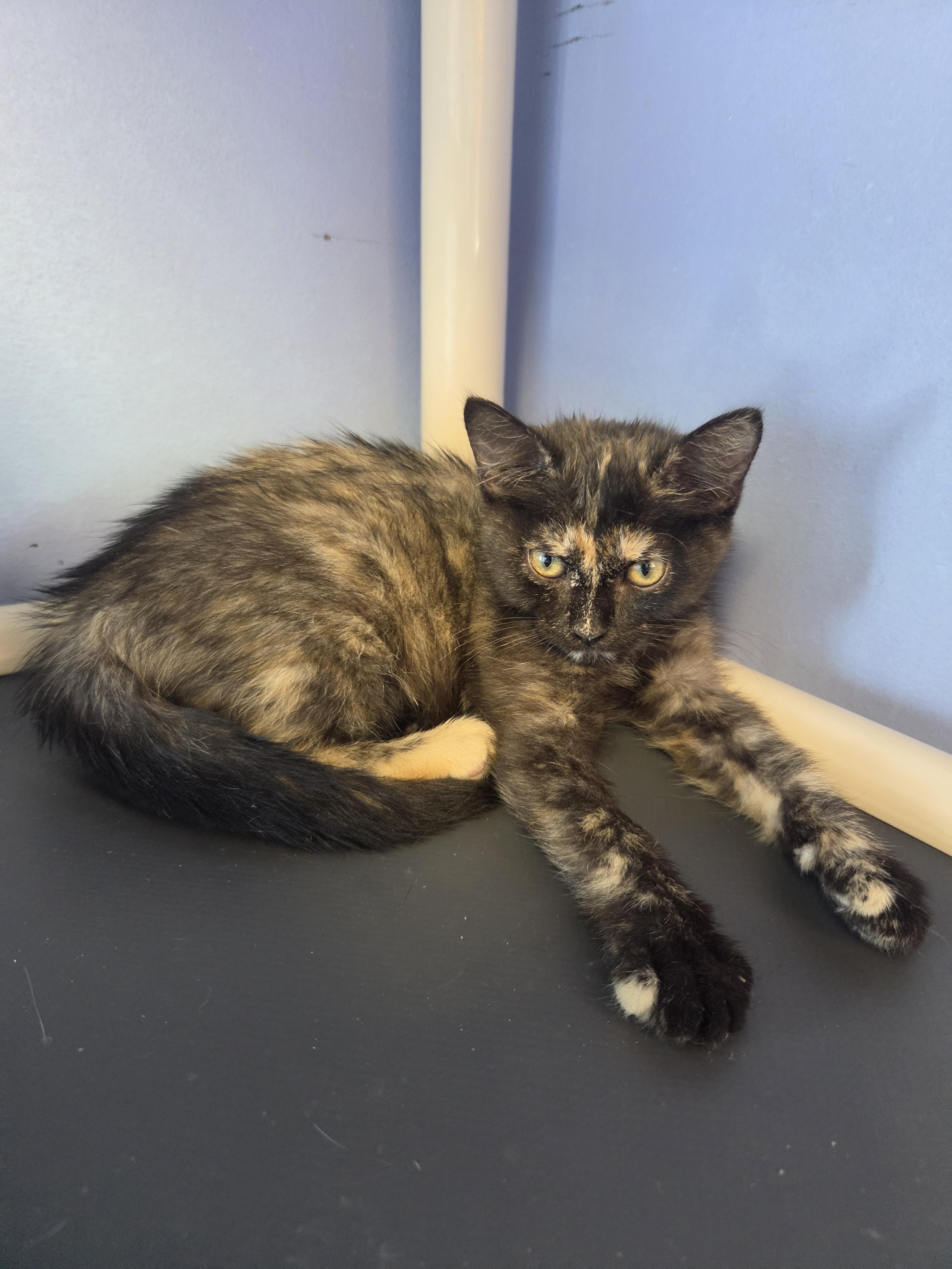 Tortishell 3, adopted, Young Female Domestic Short Hair.