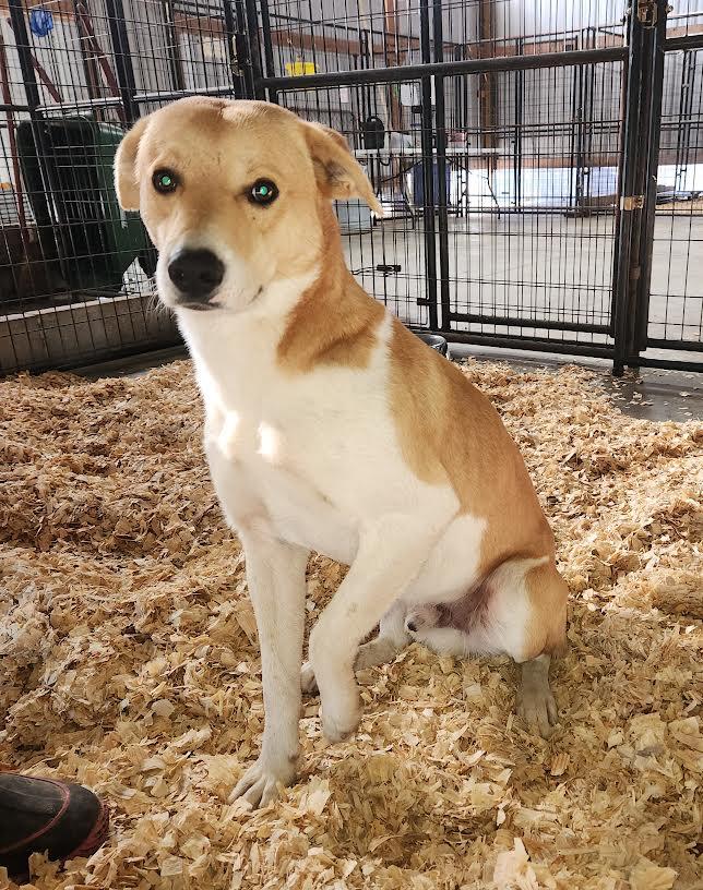 Enlarge Digger, a ADOPTABLE mixed breed in Marshall, AR image 1/5