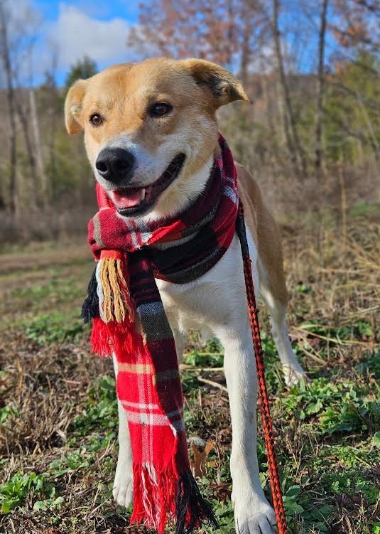 Enlarge Digger, a ADOPTABLE mixed breed in Marshall, AR image 2/5