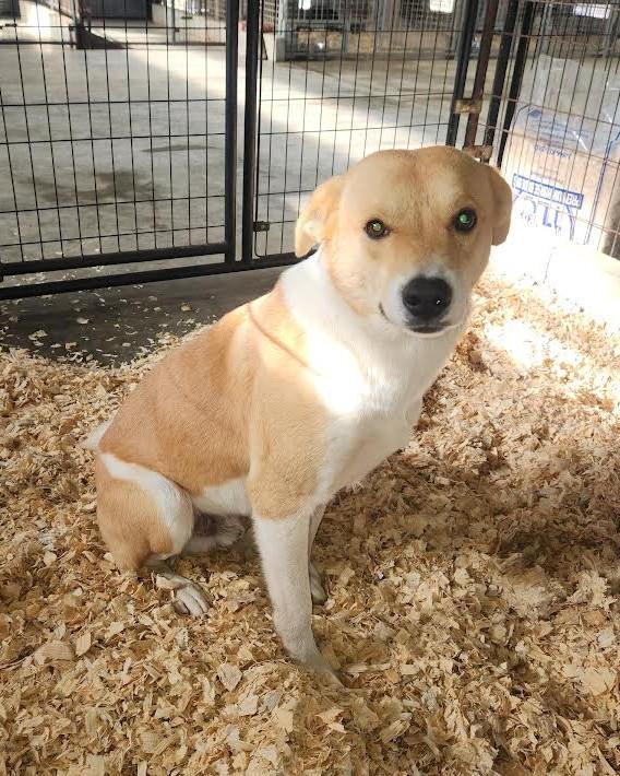 Enlarge Digger, a ADOPTABLE mixed breed in Marshall, AR image 3/5