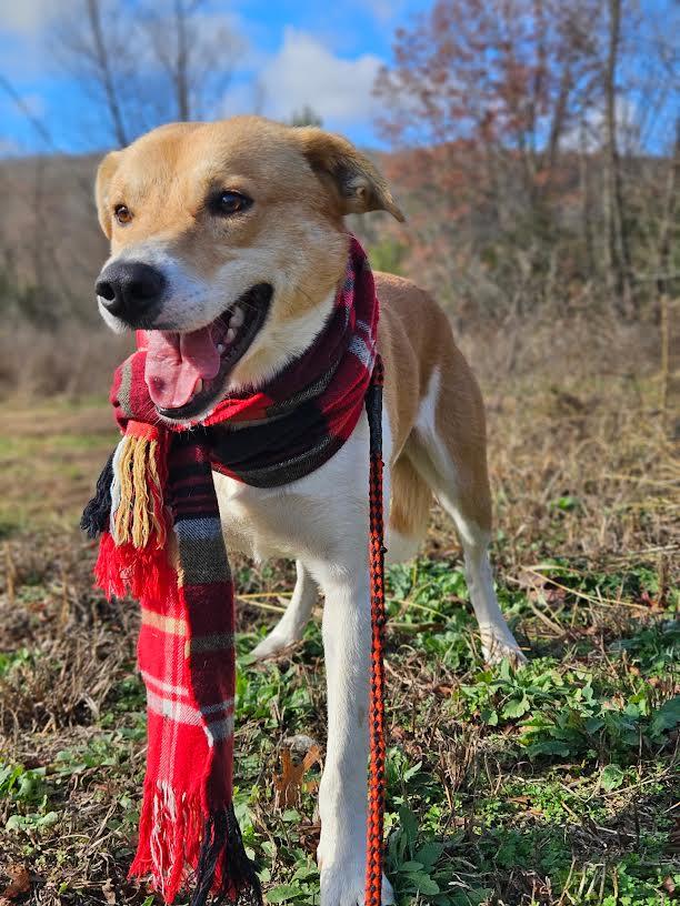 Enlarge Digger, a ADOPTABLE mixed breed in Marshall, AR image 4/5