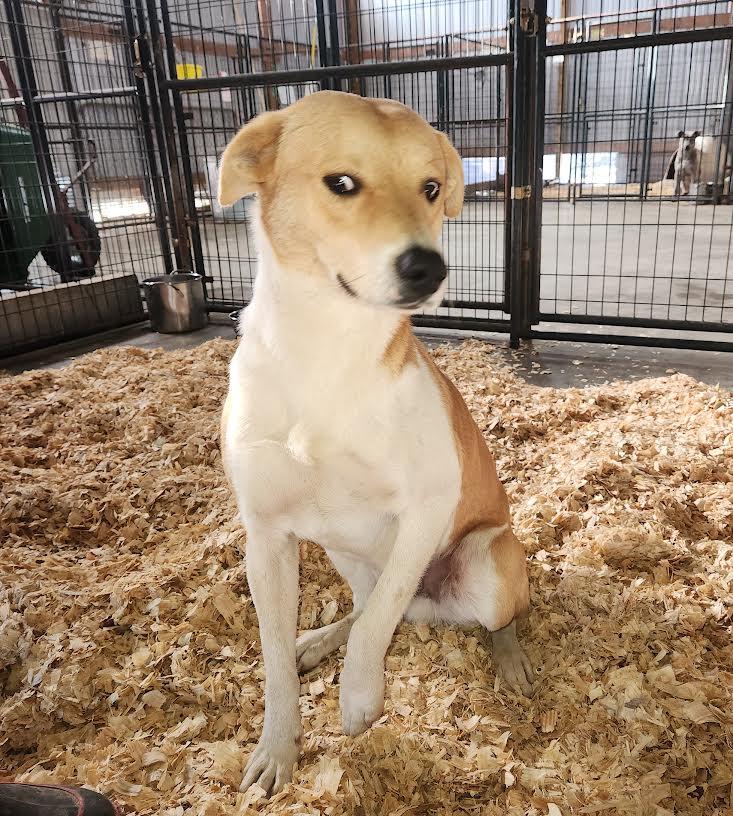 Enlarge Digger, a ADOPTABLE mixed breed in Marshall, AR image 5/5