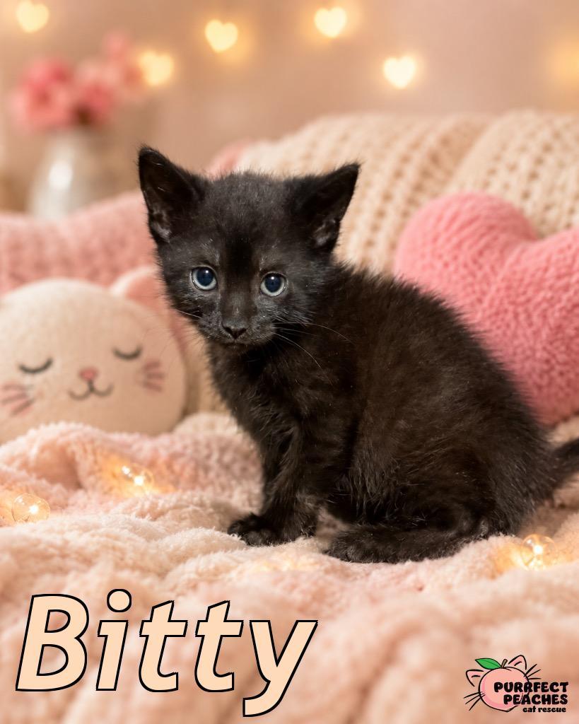 Bitty, Adoptable, Kitten Male Domestic Short Hair.