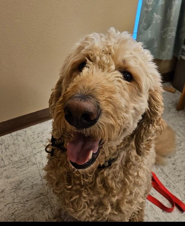 Cracker Jack, Adoptable, Young Male Goldendoodle.