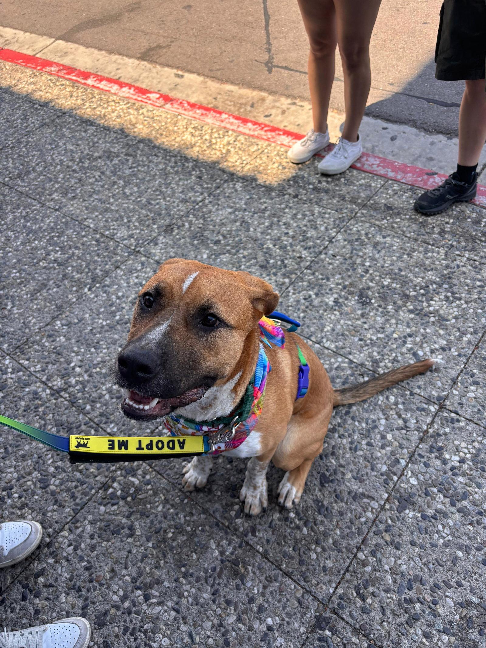 Deks, Adoptable, Young Male Pit Bull Terrier.